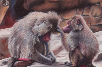 Baboons, 2014