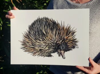 Echidna - Image 4