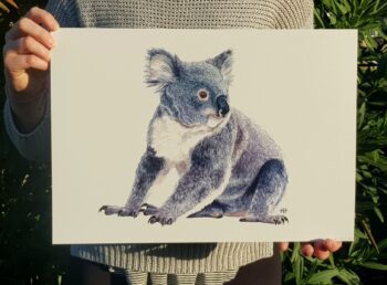 Koala - Image 4