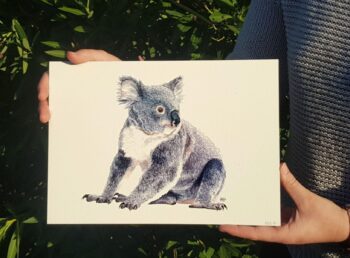 Koala - Image 2