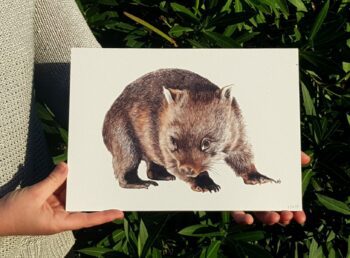 Wombat - Image 2