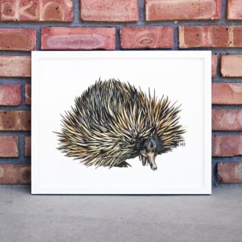 Echidna