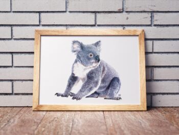 Koala - Image 3