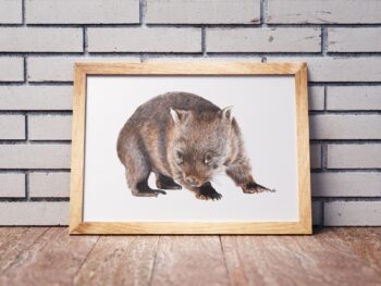 Wombat - Image 4