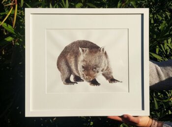 Wombat, Native Australian Fauna