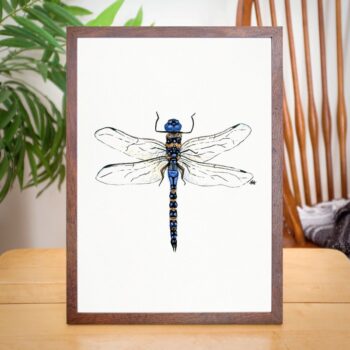 Dragonfly