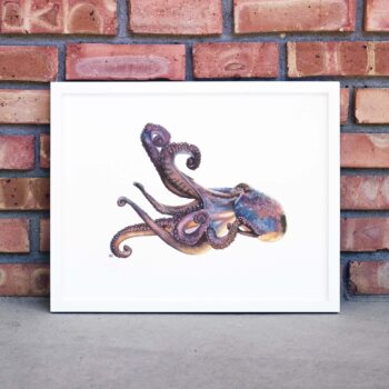 Octopus